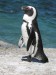 tučňák africký