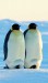 tučňák císařský-dospělec