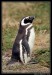 tučňák megalanský v rámečku